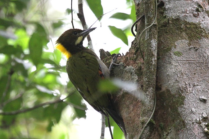 �L�G���A�I�Q��