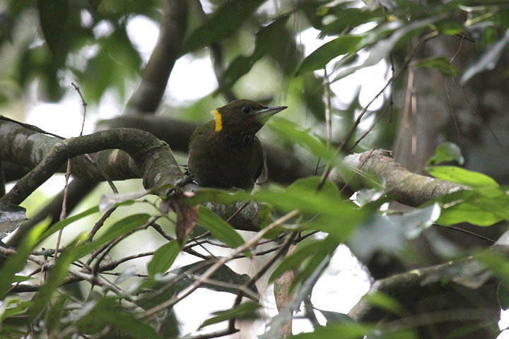 �L�G���A�I�Q��