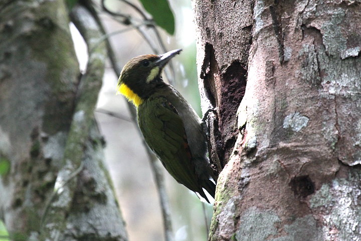 �L�G���A�I�Q��