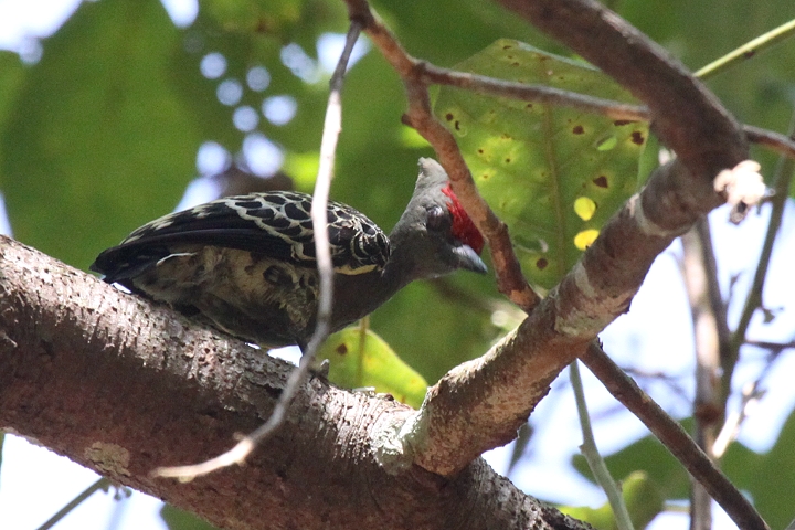 �J�������R�Q��