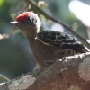 Grey-and-buff Woodpecker �J�������R�Q��
