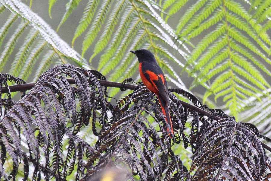 �x�j�T���V���E�N�C