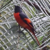Grey-chinned Minivet �x�j�T���V���E�N�C