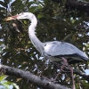 Grey Heron �A�I�T�M