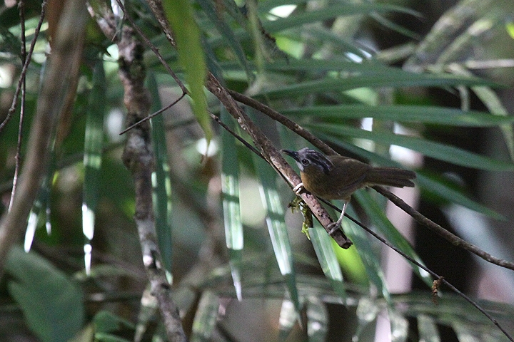 �n�C�m�h�����`���h��