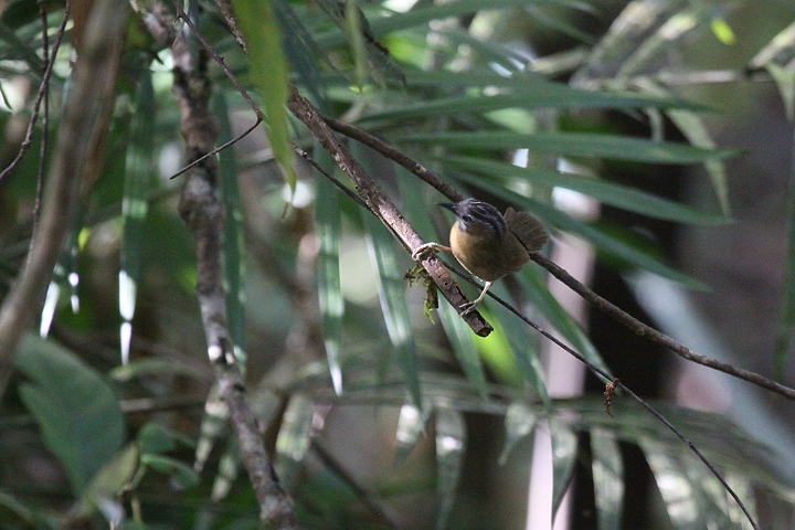 �n�C�m�h�����`���h��