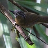 Grey-throated Babbler �n�C�m�h�����`���h��