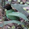 Hooded Pitta �Y�O�����C���`���E