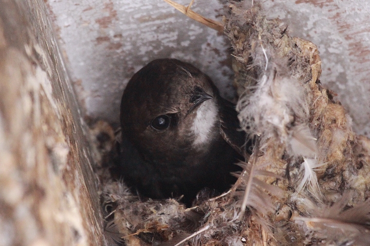 �q���A�}�c�o��