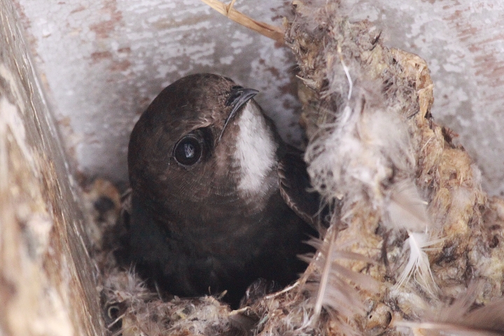 �q���A�}�c�o��