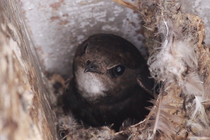 �q���A�}�c�o��