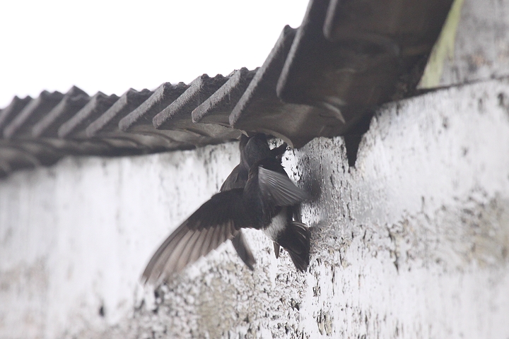 �q���A�}�c�o��