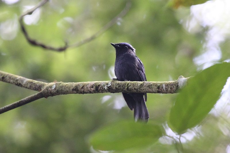 �I�I�A�I�q�^�L