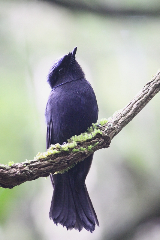 �I�I�A�I�q�^�L