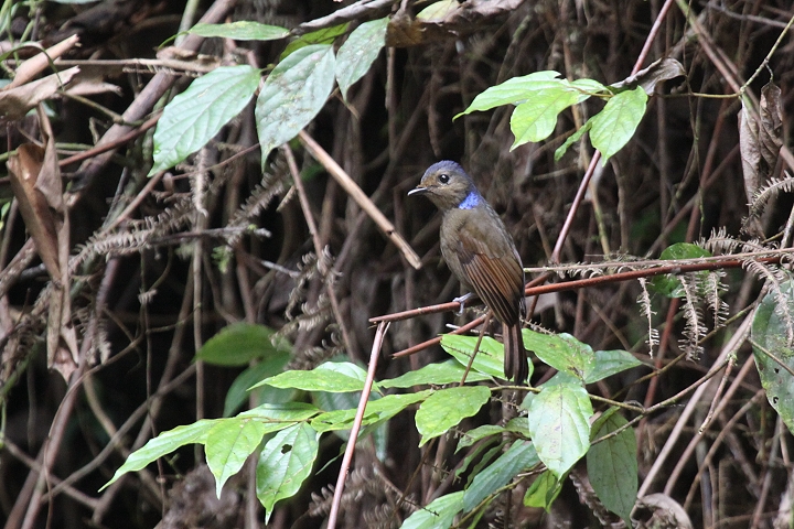 �I�I�A�I�q�^�L�́�