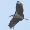 Lesser Adjutant �R�n�Q�R�E