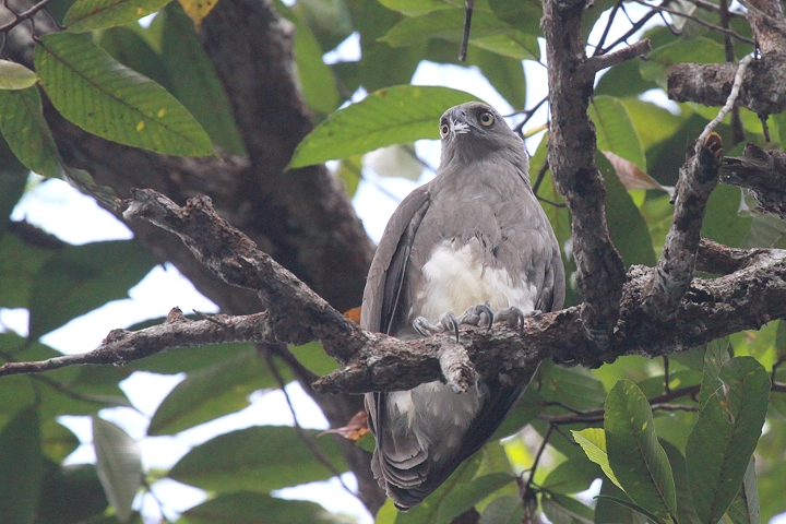 �R�E�I�N�C���V