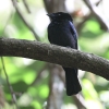 Lesser Racket-tailed Drongo �q���J�U���I�E�`���E