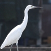 Little Egret �R�T�M
