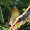 Little Green Pigeon �`�r�A�I�o�g