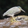 Little Heron �T�T�S�C