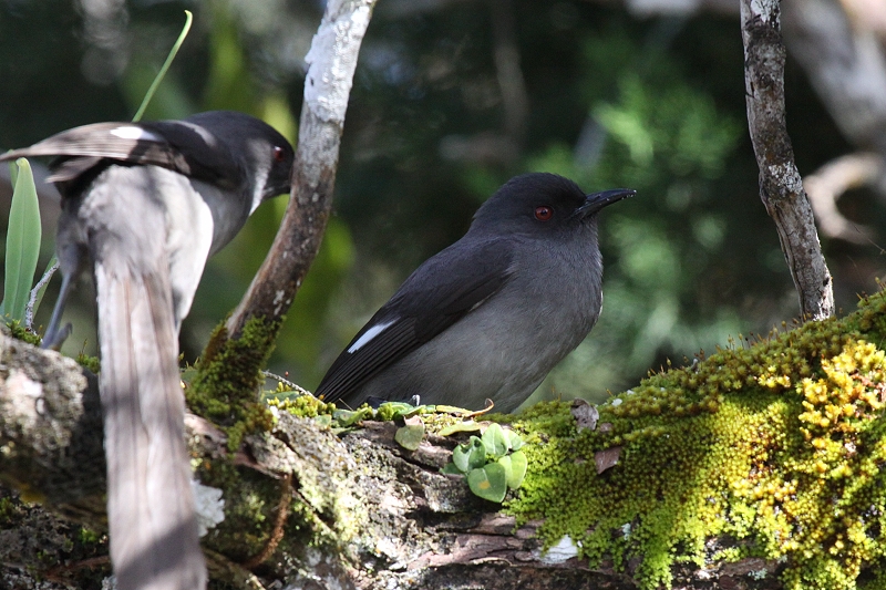 �I�i�K�E�^�C�`���h��