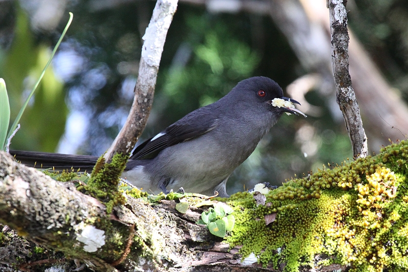 �I�i�K�E�^�C�`���h��