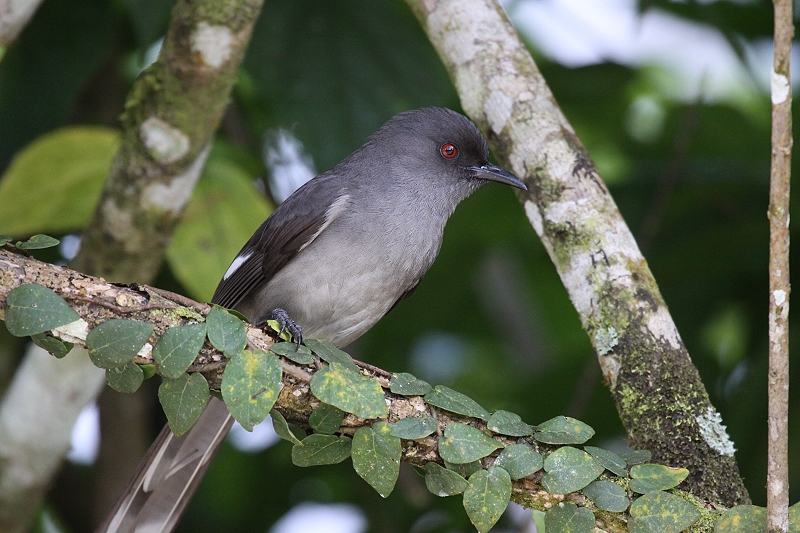 �I�i�K�E�^�C�`���h��