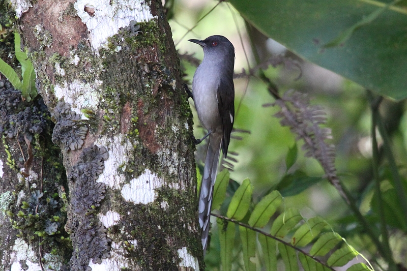 �I�i�K�E�^�C�`���h��