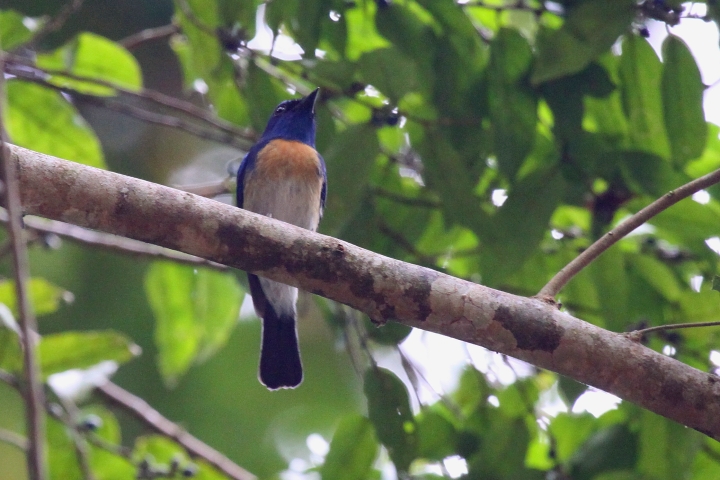 �}���[�V�A�q���A�I�q�^�L