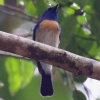 Malaysian Blue-Flycatcher �}���[�V�A�q���A�I�q�^�L