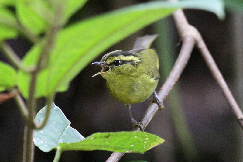 �~�i�~���V�N�C