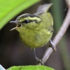Mountain Leaf Warbler �~�i�~���V�N�C