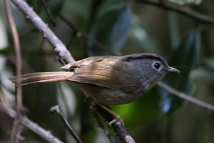 �}���O���`���h��