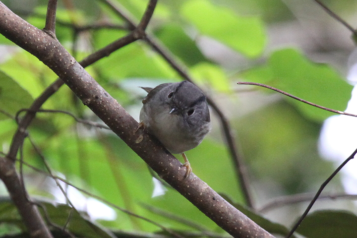 �}���O���`���h��