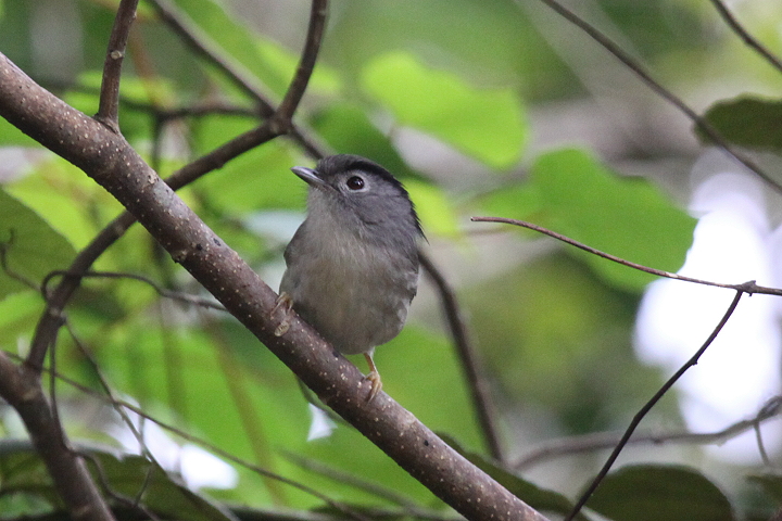 �}���O���`���h��