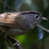 Mountain Fulvetta �}���O���`���h��