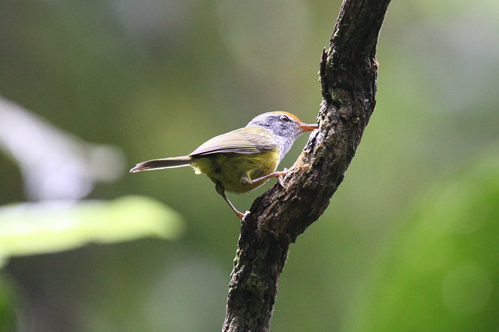 �L�o���T�C�z�E�`���E