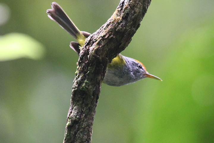 �L�o���T�C�z�E�`���E