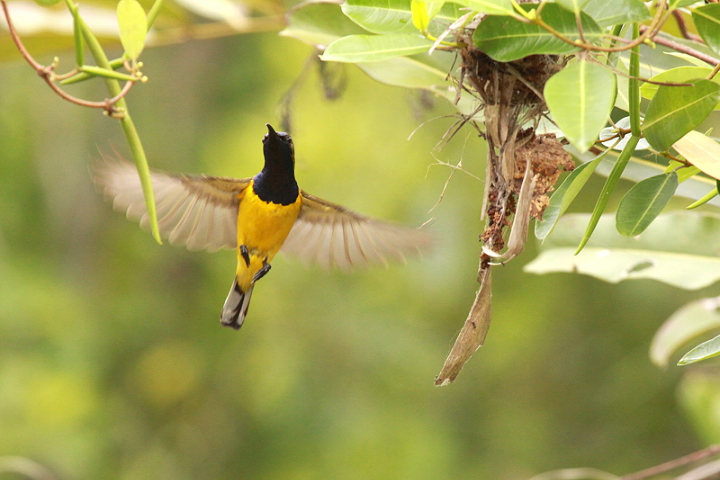 �L�o���^�C���E�`���E