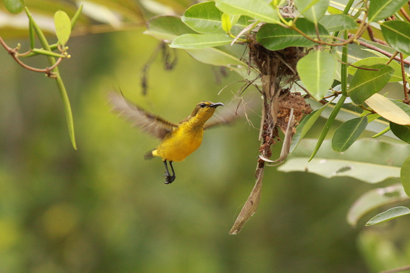 �L�o���^�C���E�`���E