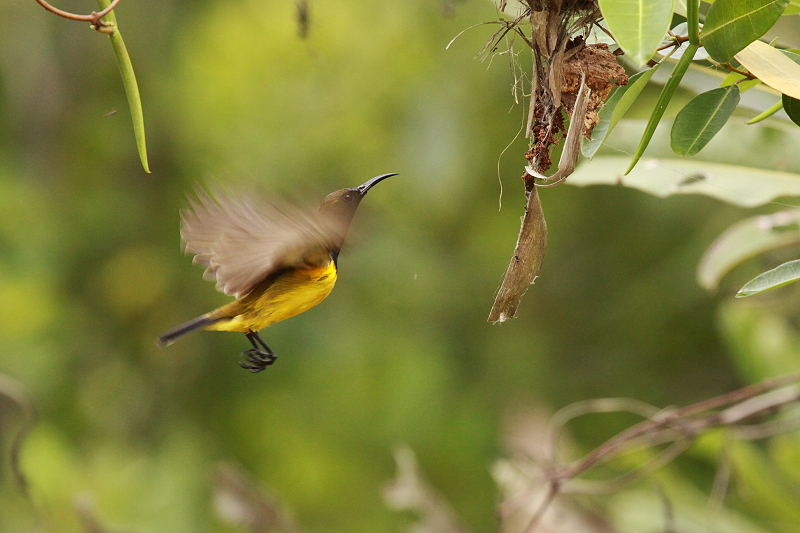 �L�o���^�C���E�`���E