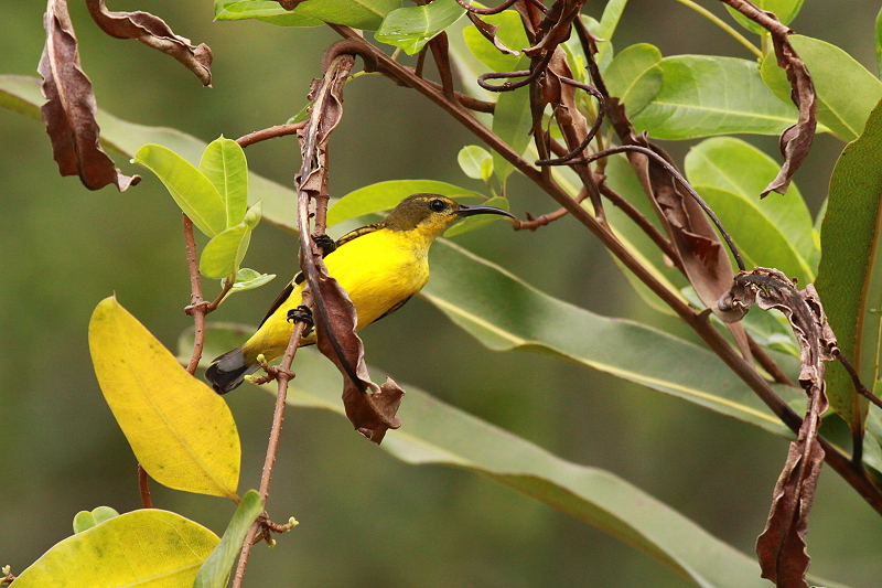 �L�o���^�C���E�`���E�̃��X