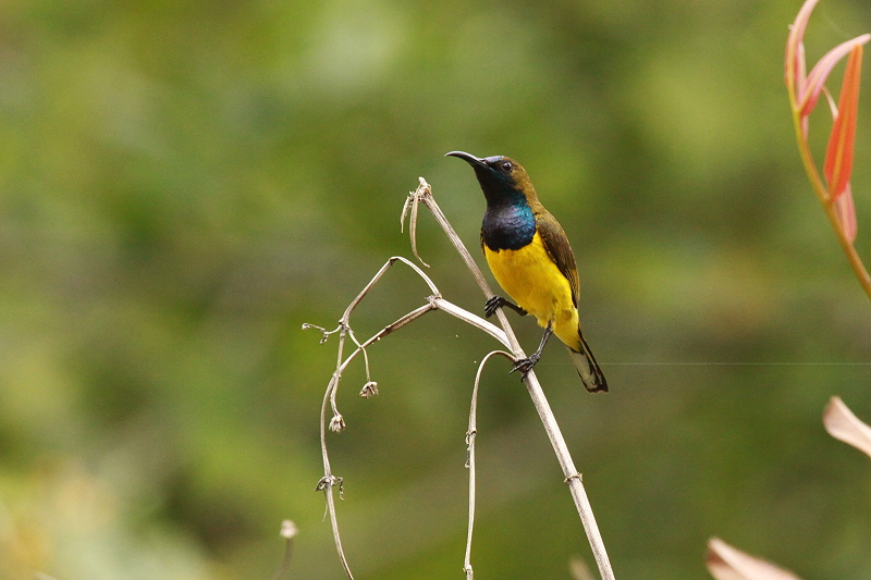 �L�o���^�C���E�`���E