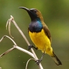Olive-backed Sunbird �L�o���^�C���E�`���E