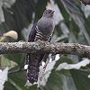 Oriental Cuckoo �c�c�h��