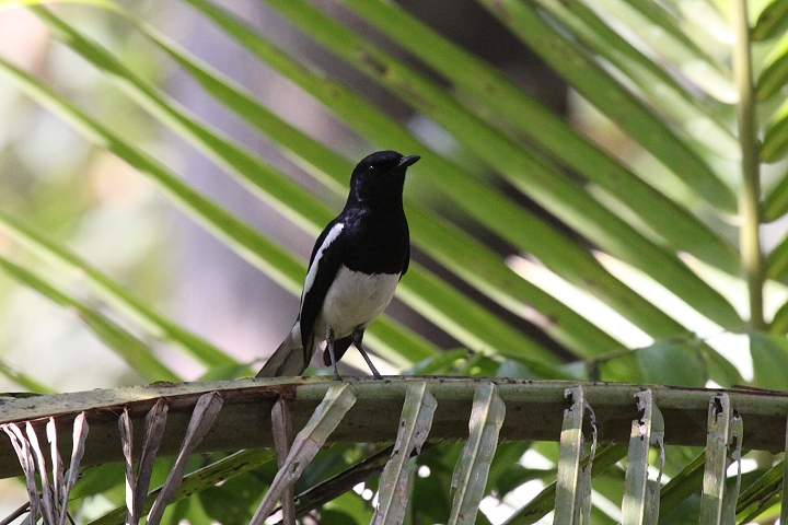 �V�L�`���E