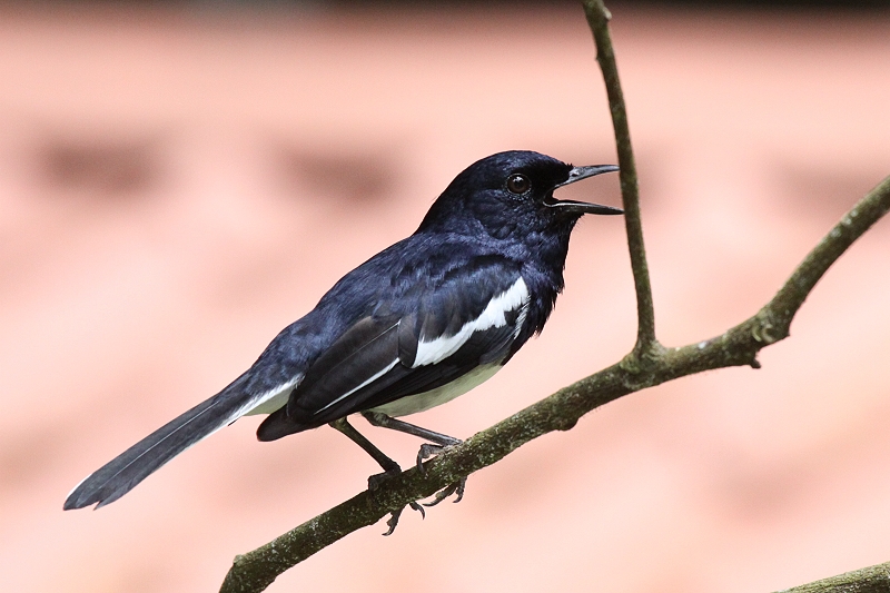 �V�L�`���E