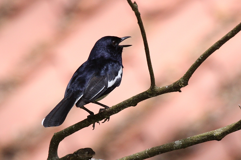 �V�L�`���E