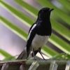 Oriental Magpie Robin �V�L�`���E